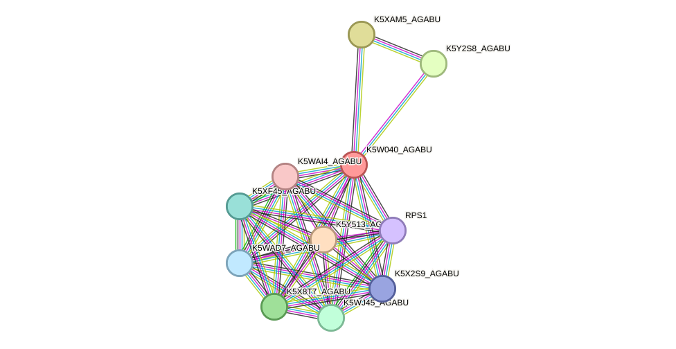 STRING protein interaction network