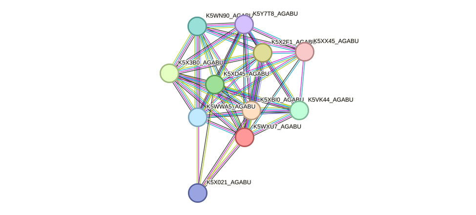 STRING protein interaction network