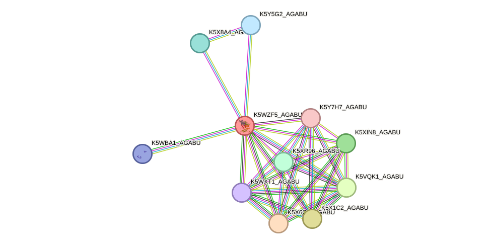 STRING protein interaction network