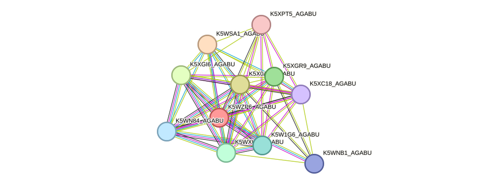 STRING protein interaction network