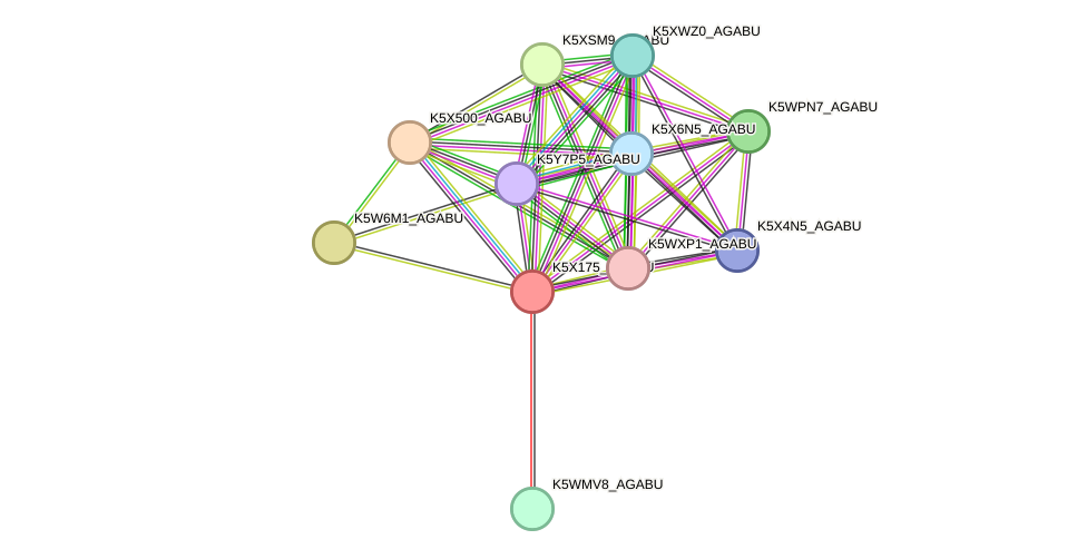 STRING protein interaction network