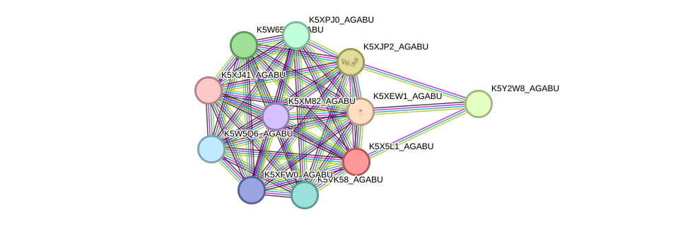 STRING protein interaction network