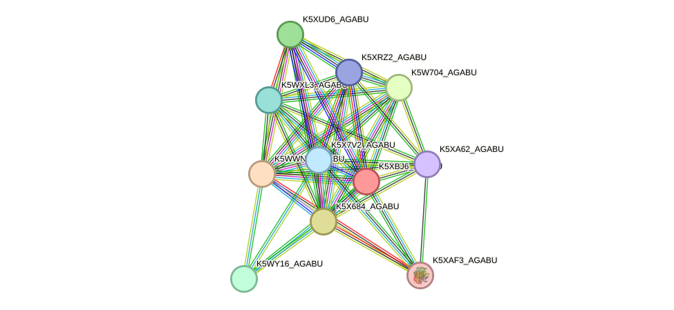 STRING protein interaction network