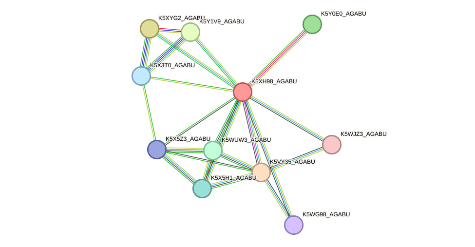 STRING protein interaction network