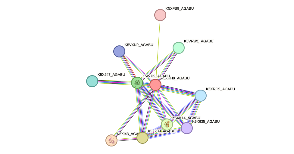 STRING protein interaction network