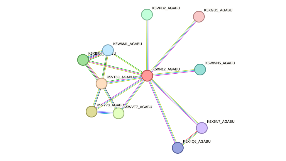 STRING protein interaction network