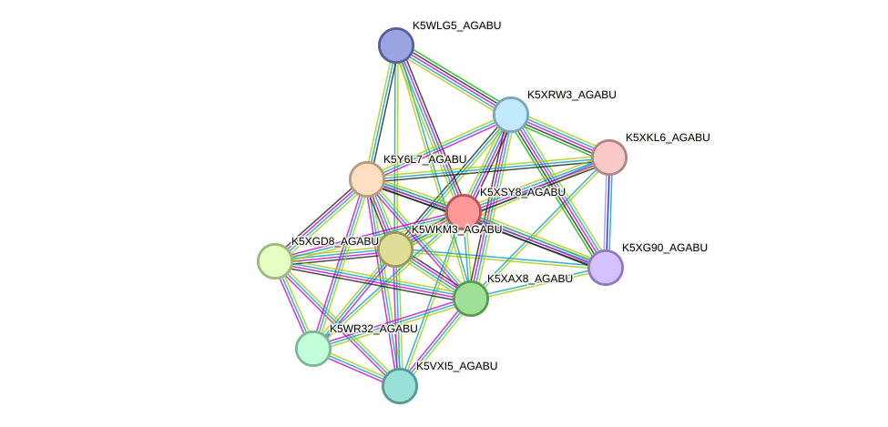 STRING protein interaction network