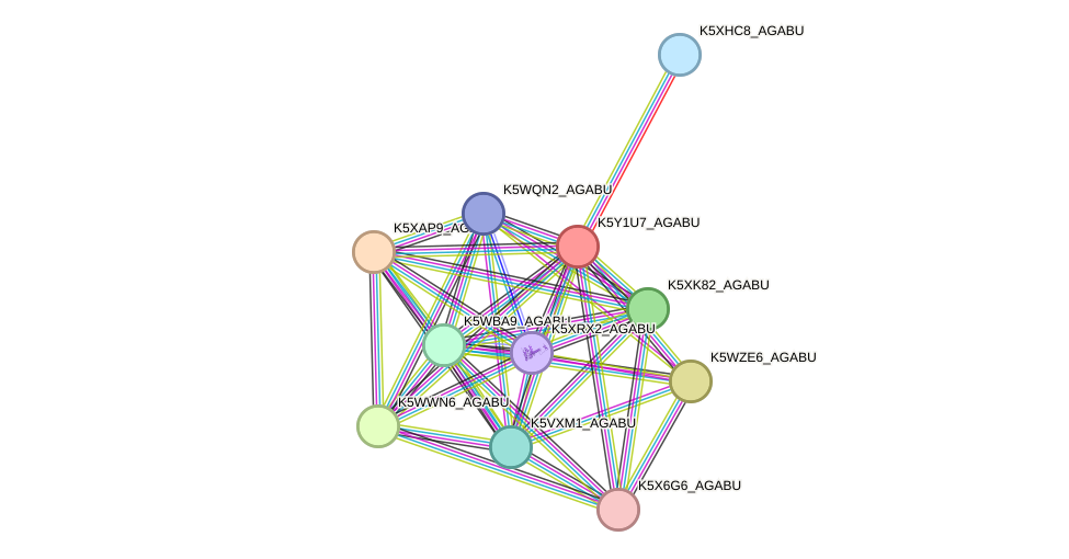 STRING protein interaction network