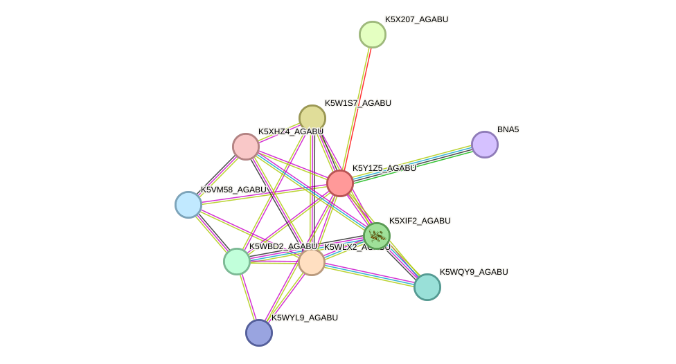 STRING protein interaction network