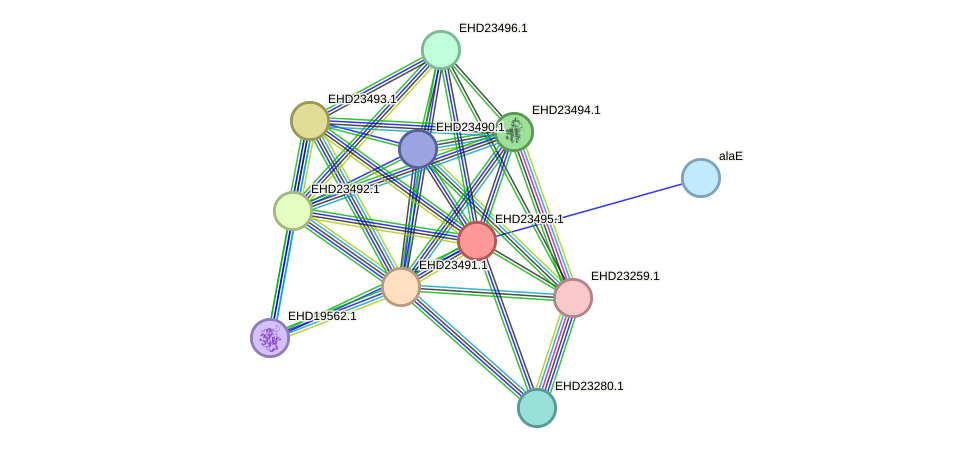 STRING protein interaction network