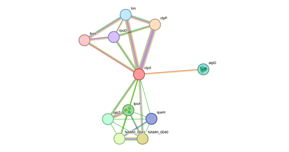 STRING protein interaction network