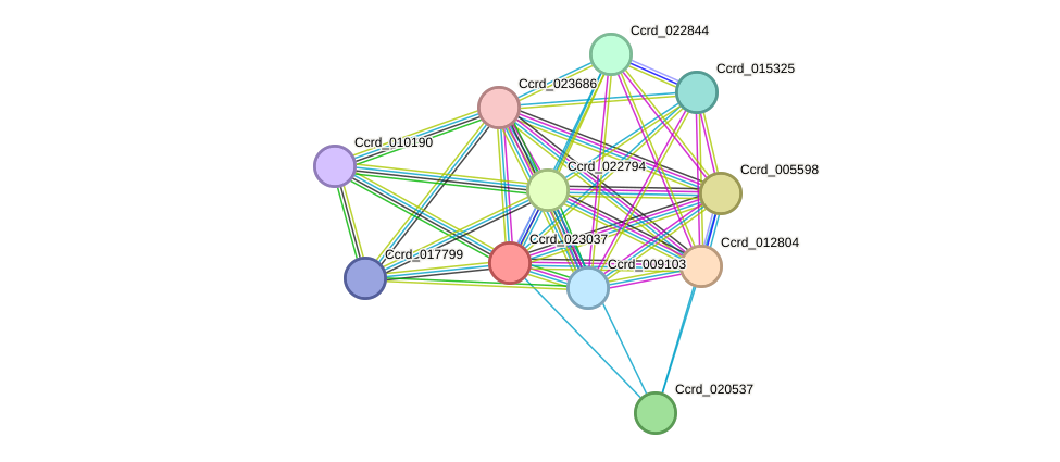 STRING protein interaction network