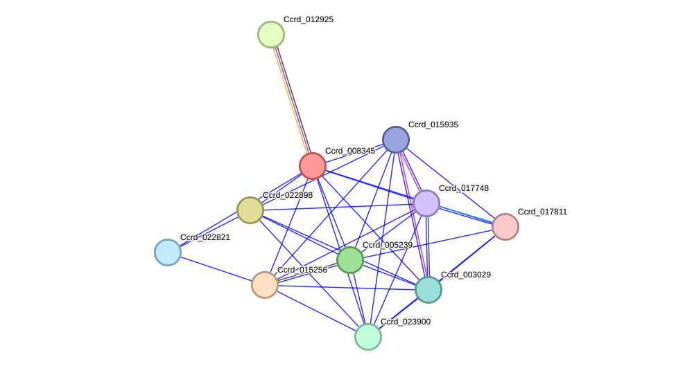 STRING protein interaction network