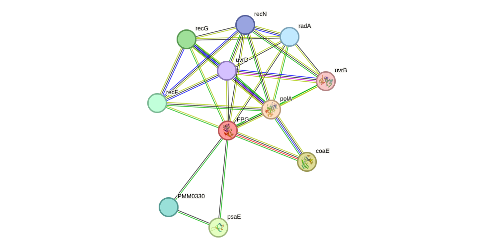 STRING protein interaction network