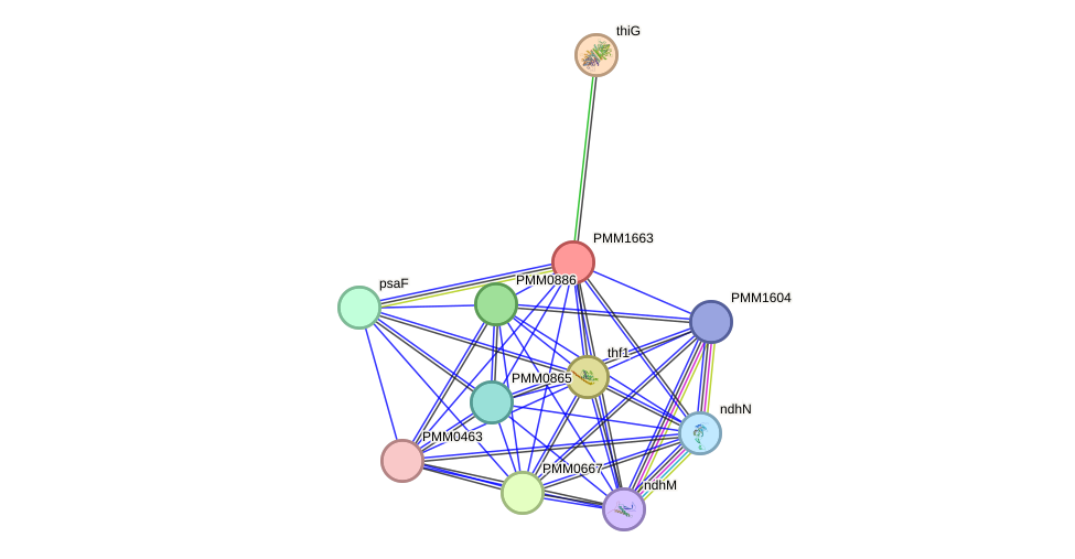 STRING protein interaction network