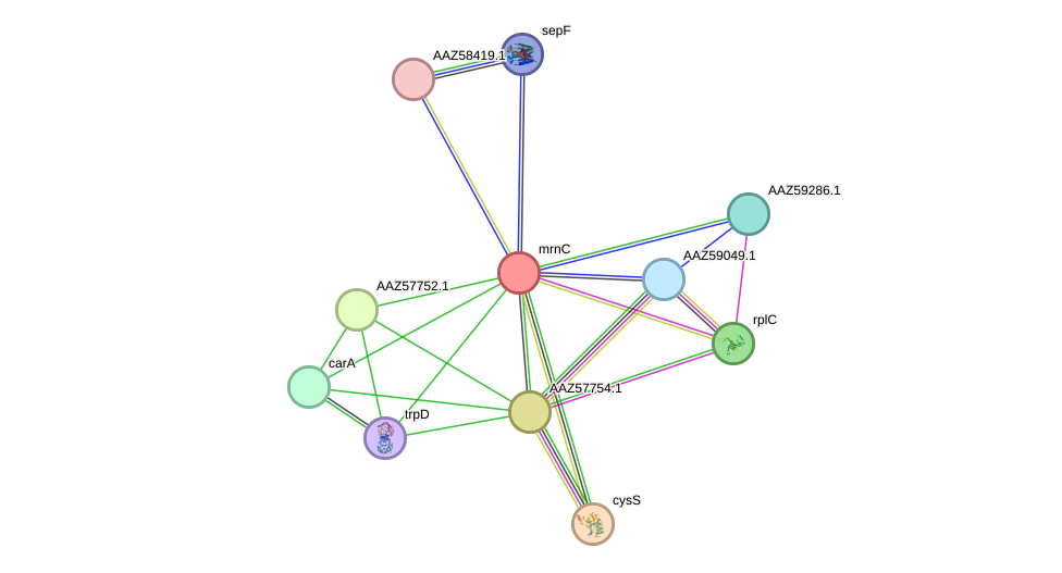 STRING protein interaction network