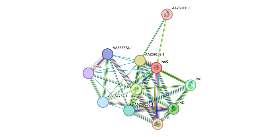 STRING protein interaction network