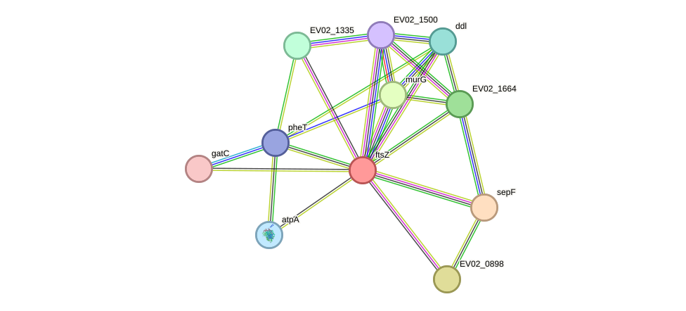 STRING protein interaction network