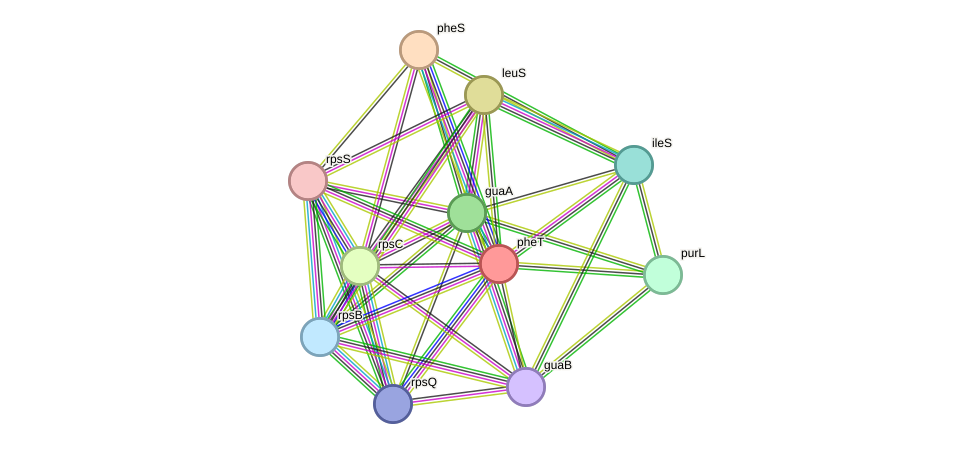 STRING protein interaction network