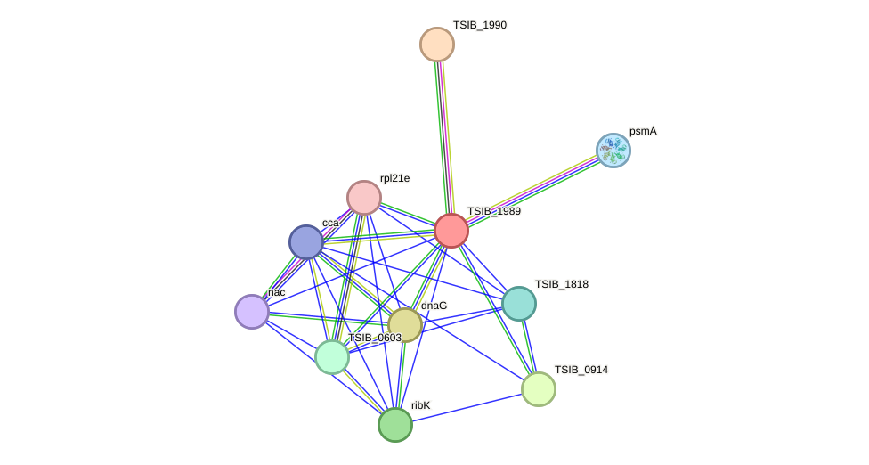 STRING protein interaction network