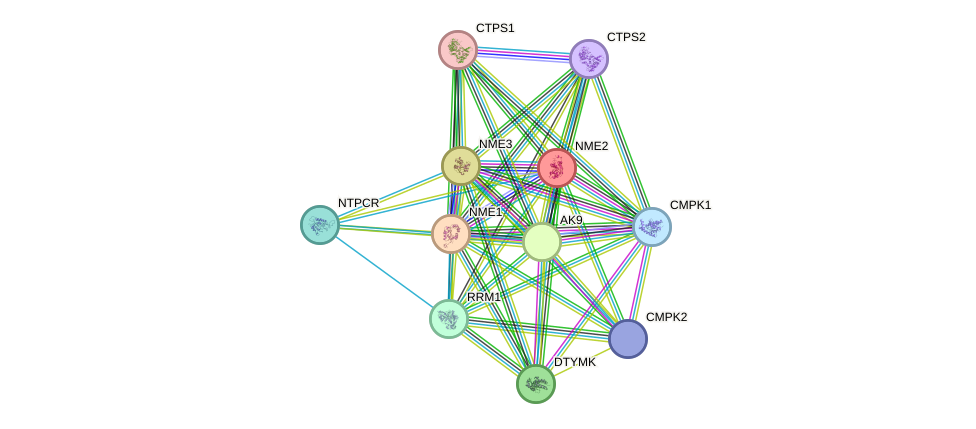 STRING protein interaction network