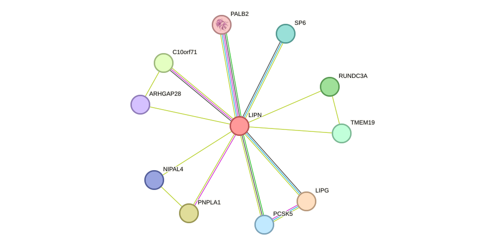 STRING protein interaction network