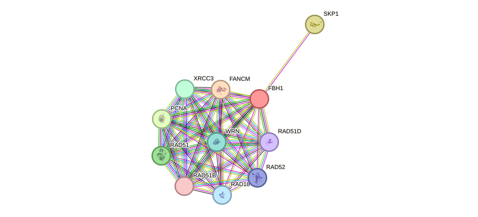 STRING protein interaction network