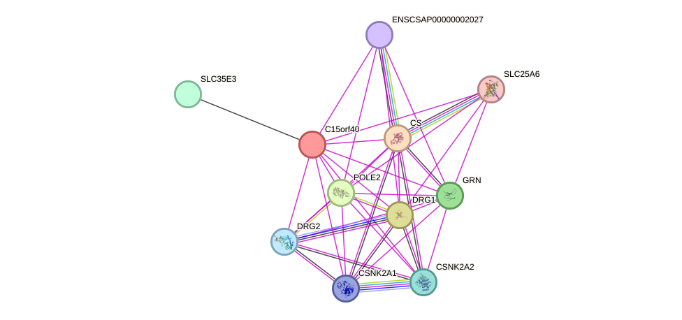 STRING protein interaction network