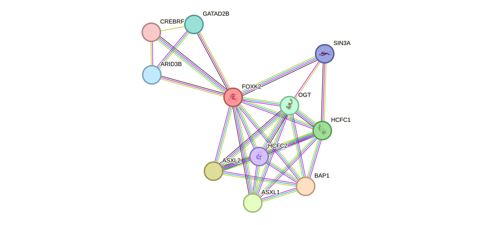 STRING protein interaction network