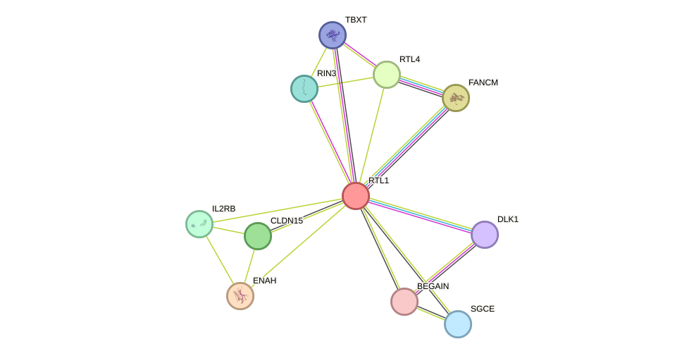 STRING protein interaction network