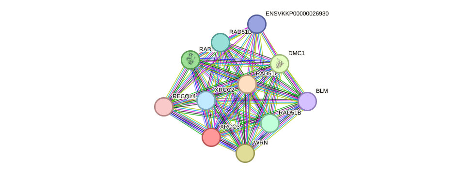 STRING protein interaction network