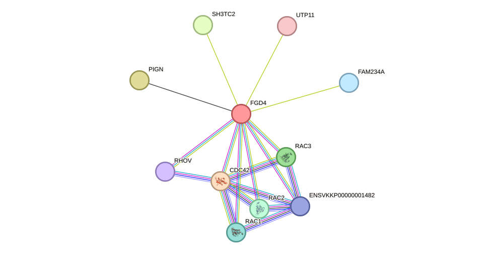 STRING protein interaction network