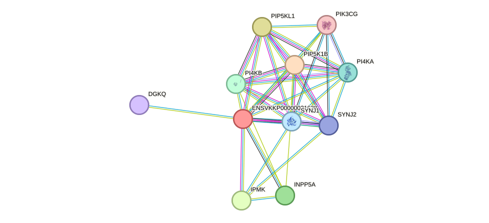 STRING protein interaction network