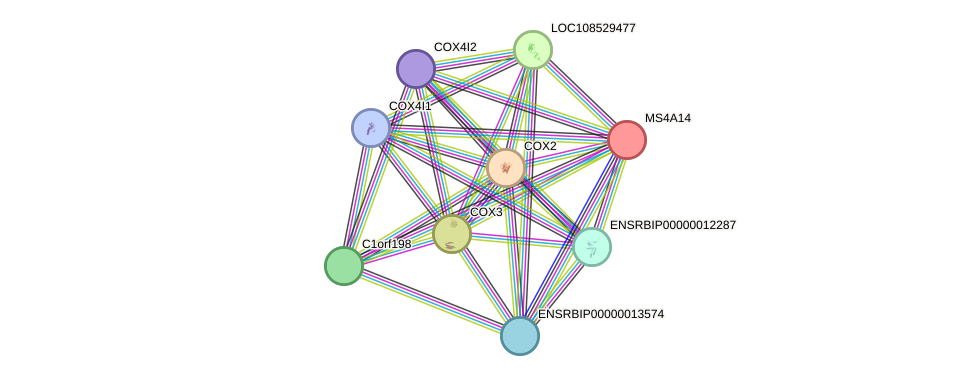 STRING protein interaction network