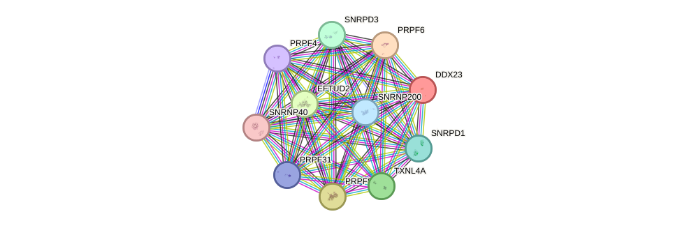 STRING protein interaction network