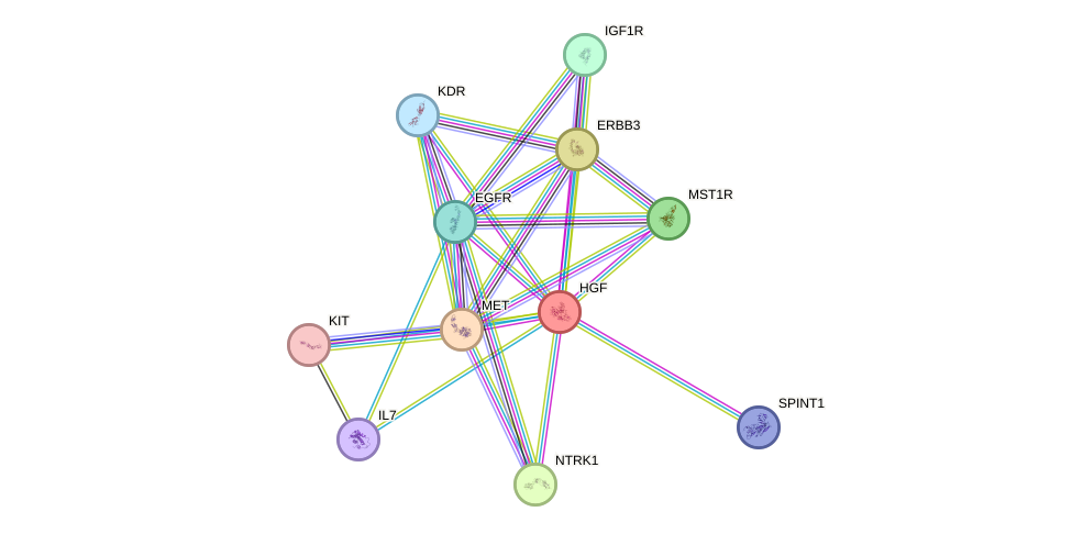 STRING protein interaction network