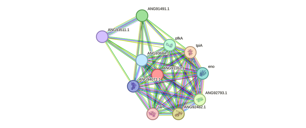 STRING protein interaction network