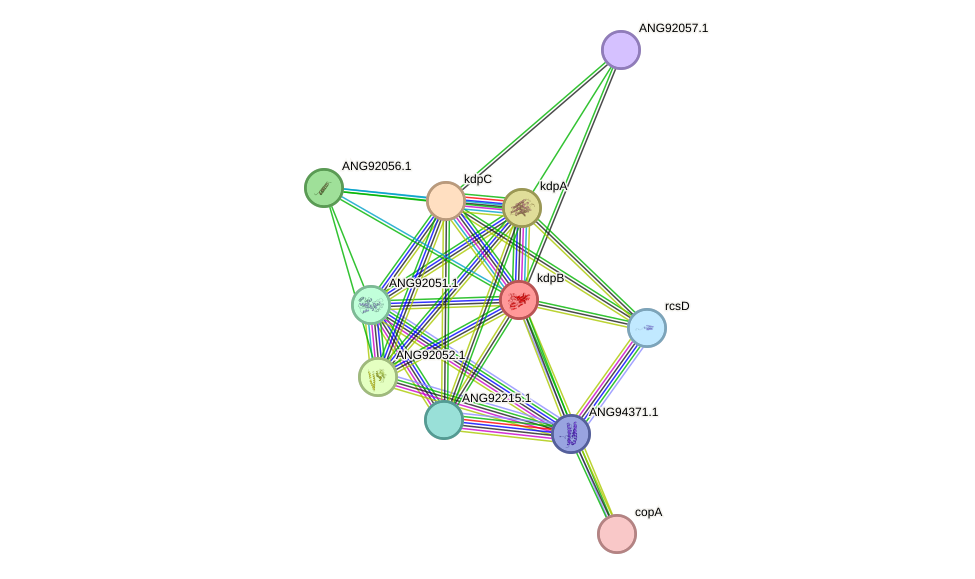 STRING protein interaction network