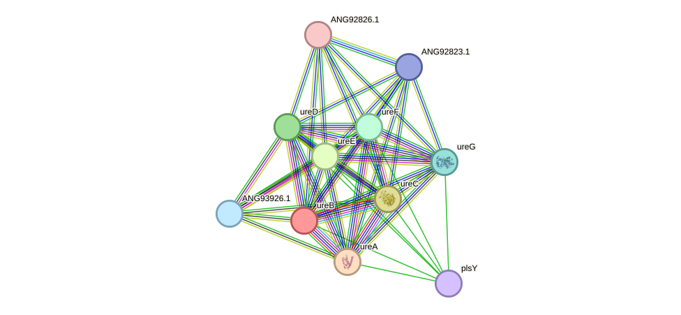 STRING protein interaction network