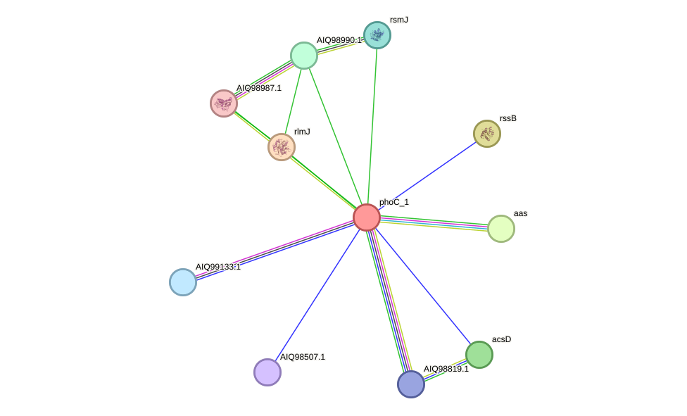 STRING protein interaction network