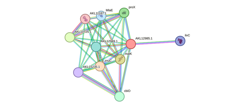 STRING protein interaction network