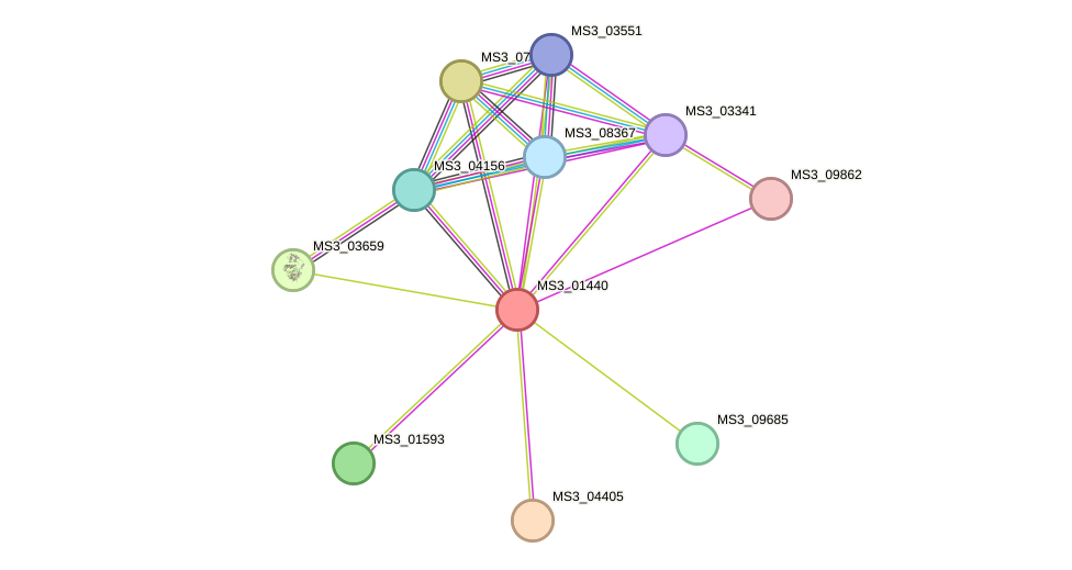 STRING protein interaction network