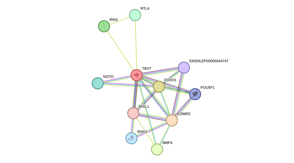 STRING protein interaction network