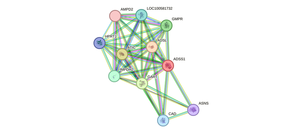 STRING protein interaction network