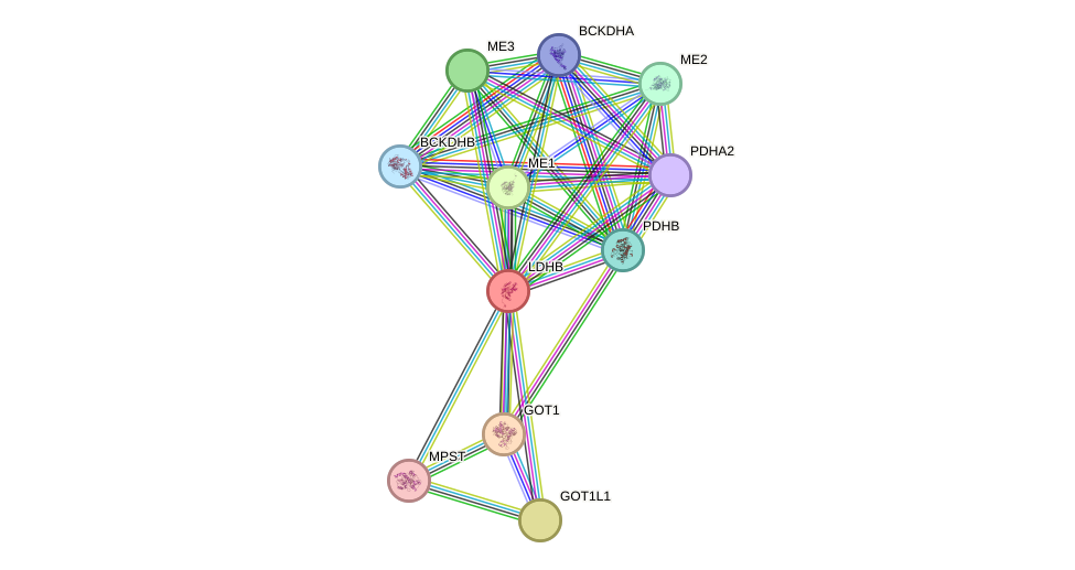 STRING protein interaction network