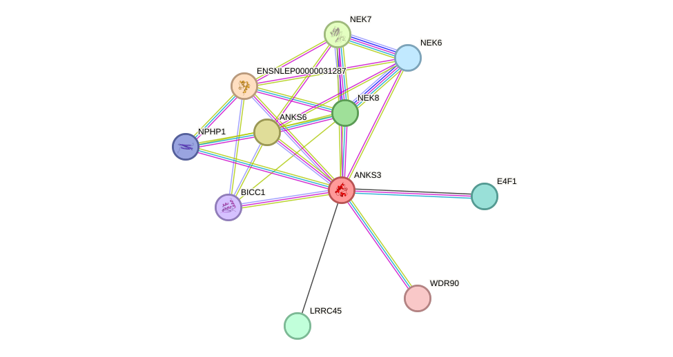 STRING protein interaction network