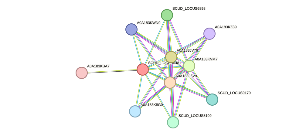 STRING protein interaction network