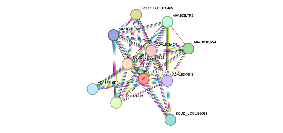 STRING protein interaction network