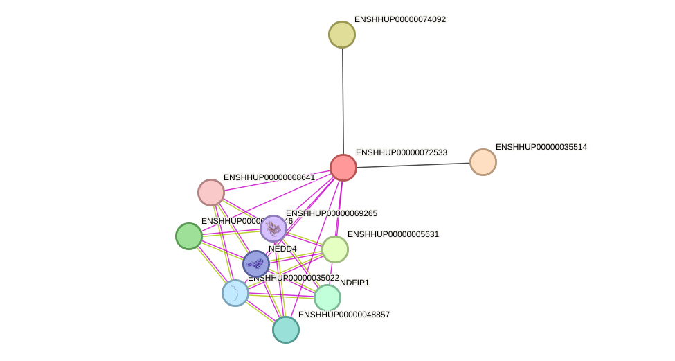 STRING protein interaction network