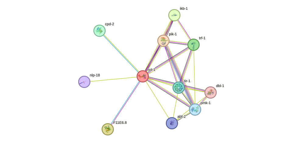 STRING protein interaction network